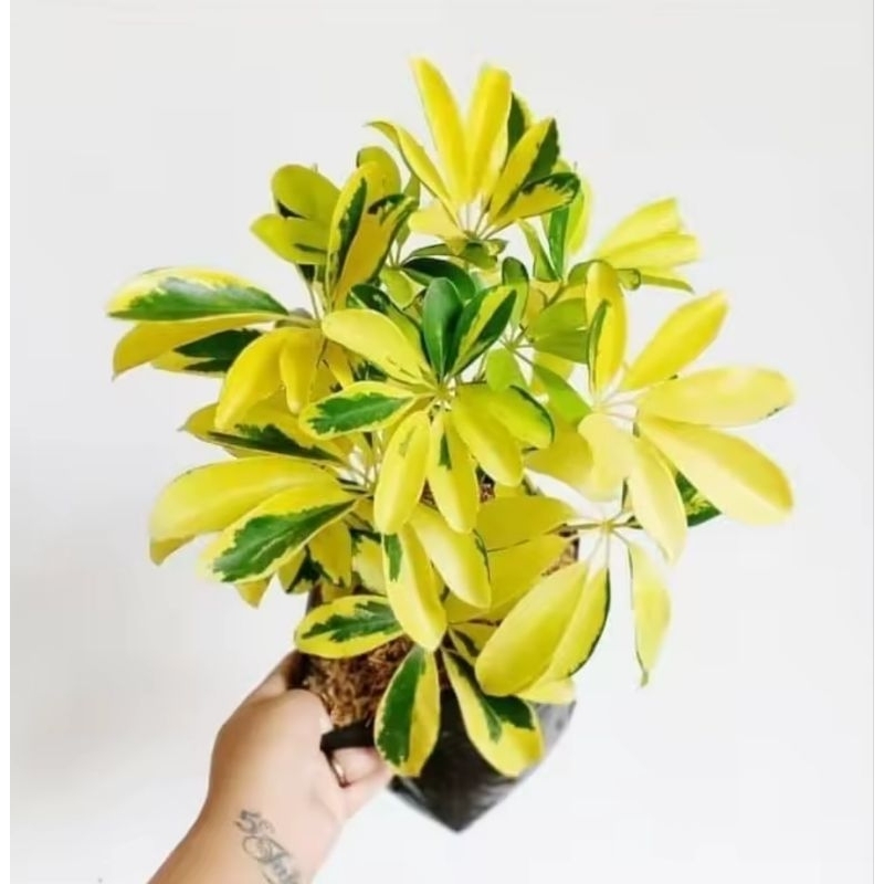 Tanaman hias wali songo golden / pohon wali songo kuning / wali songo murah