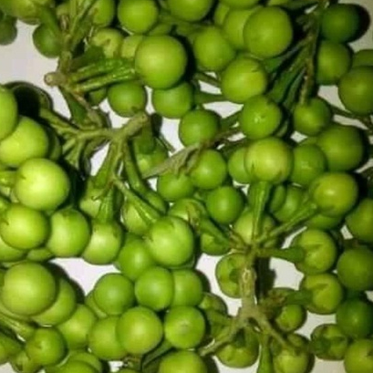 

Buah rimbang/buah cepokak/terung kokak Pipit 500gr