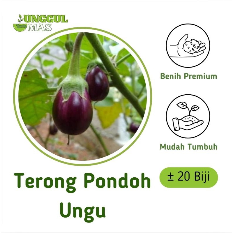 UnggulMas - 20 Benih Terong Pondoh Ungu Premium Murah / Biji Terong Ungu Bulat Berkualitas Tinggi Te