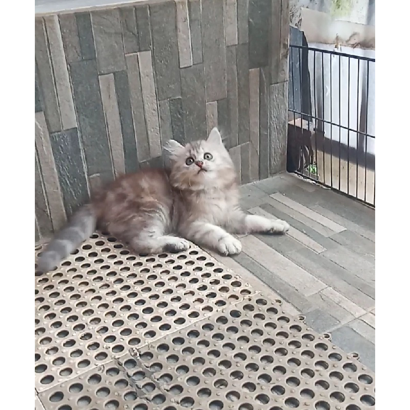 anak kucing persia abu tortie gembul