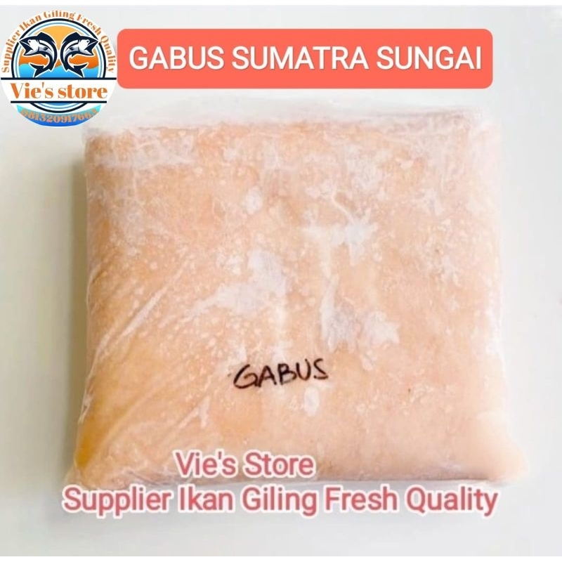 

Ikan Gabus giling Sungai super sumatra