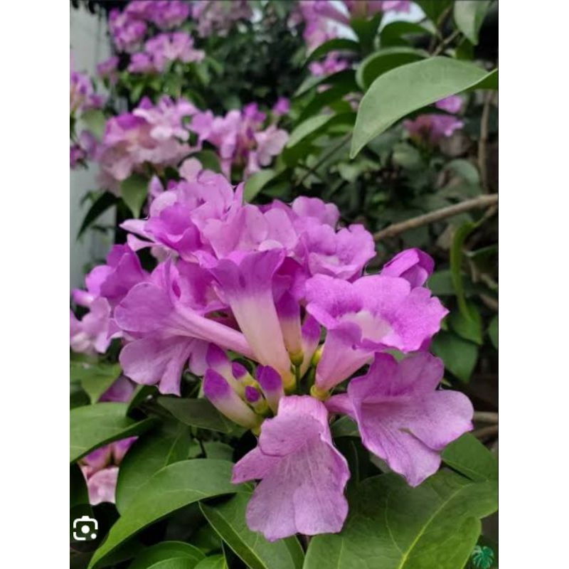 bibit garlic Vine dewasa