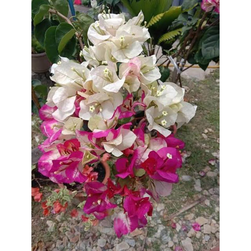 Bougenville citra India