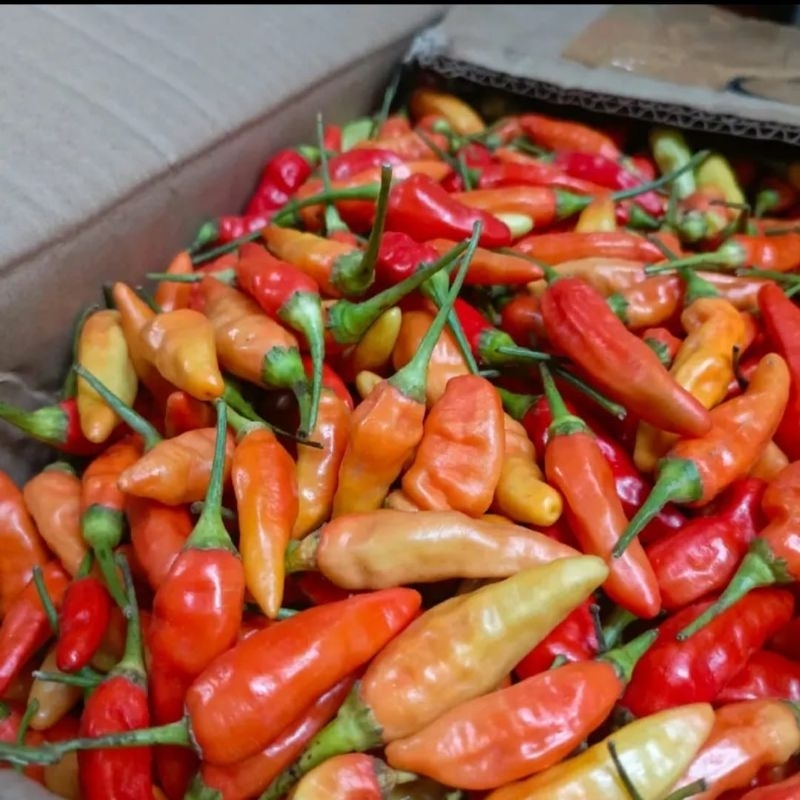 

Cabai rawit merah 500 gram termurah