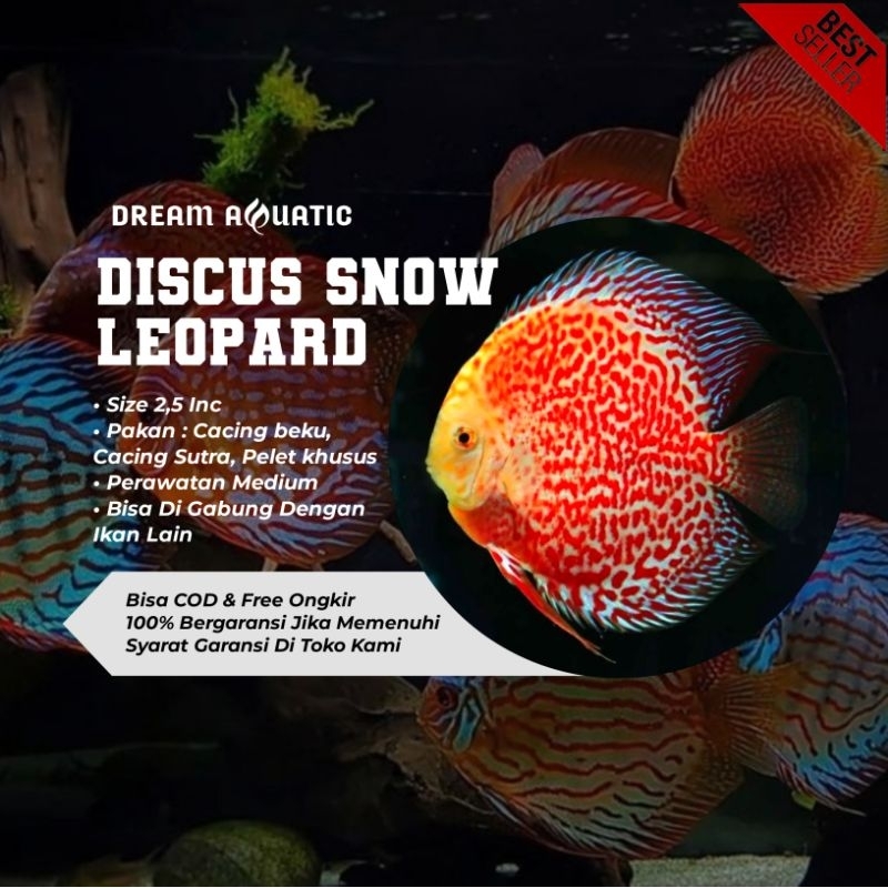 JUAL DISCUS SNOW LEOPARD HIASAN AQUARIUM/AQUASCAPE