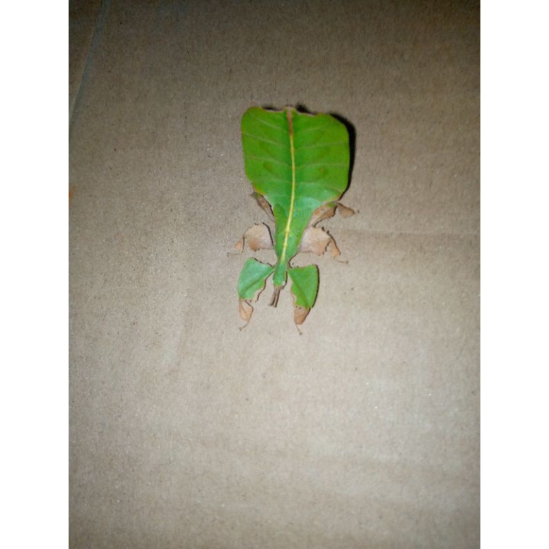 belalang daun jambu 1 ekor