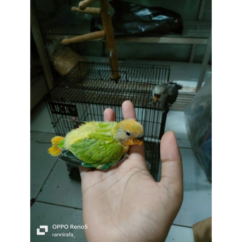 lolohan Lovebird nonklep