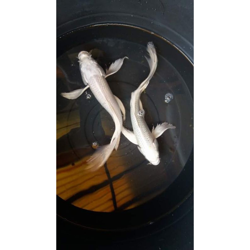 KOI KUMPAI PLATINUM MIX 5 EKOR 55.000(BONUS PAKAN)