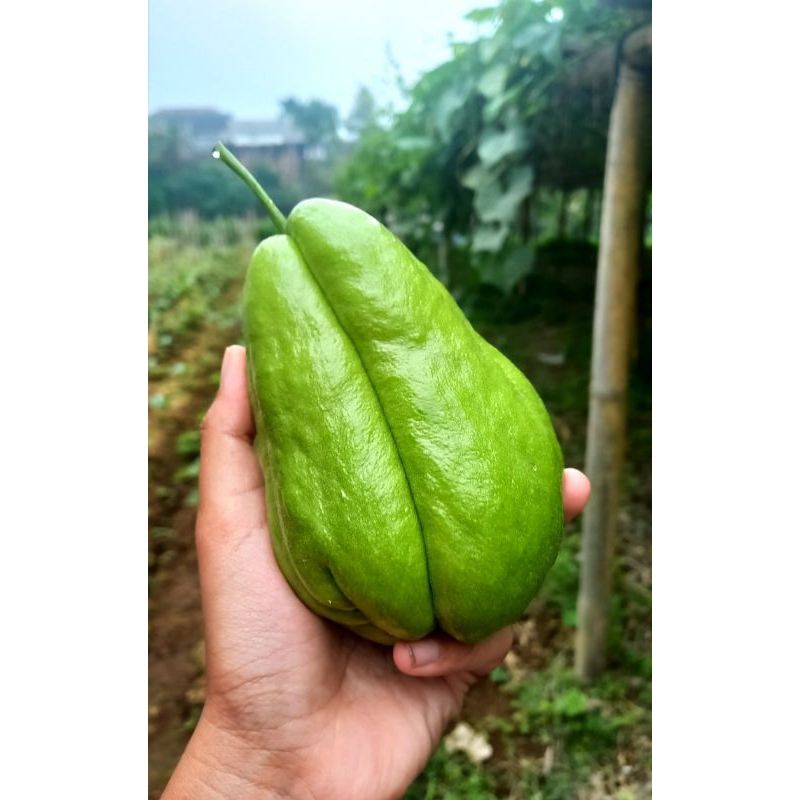 

Labu siam (jipang) 1kg
