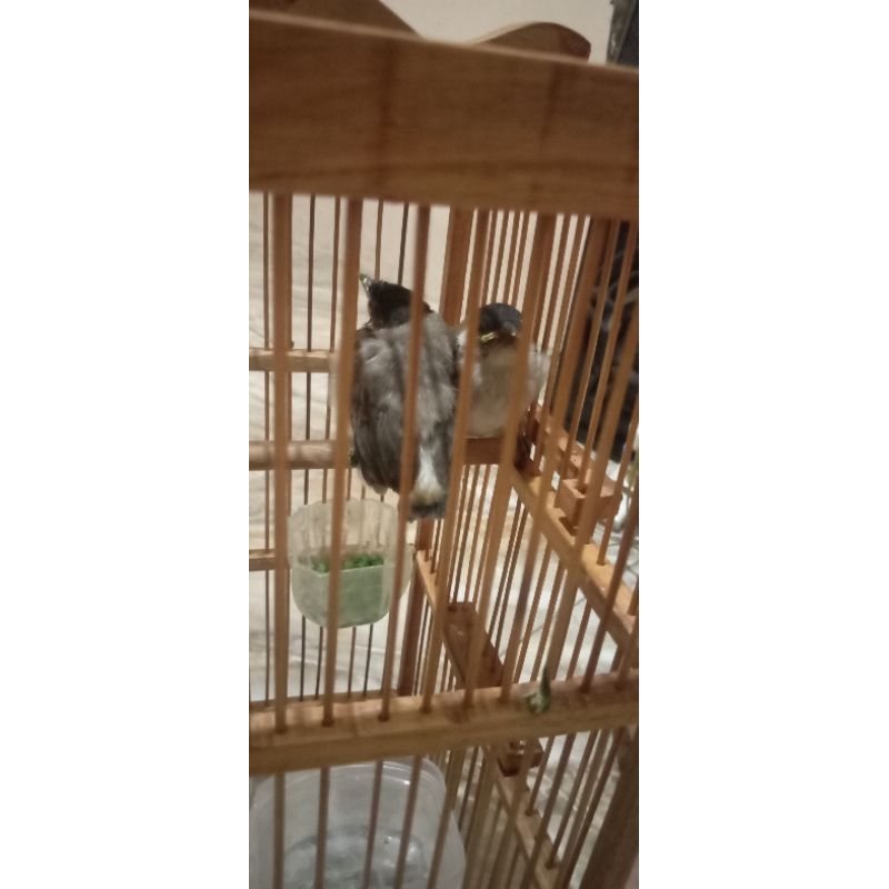 burung kutilang/gentilan lolohan