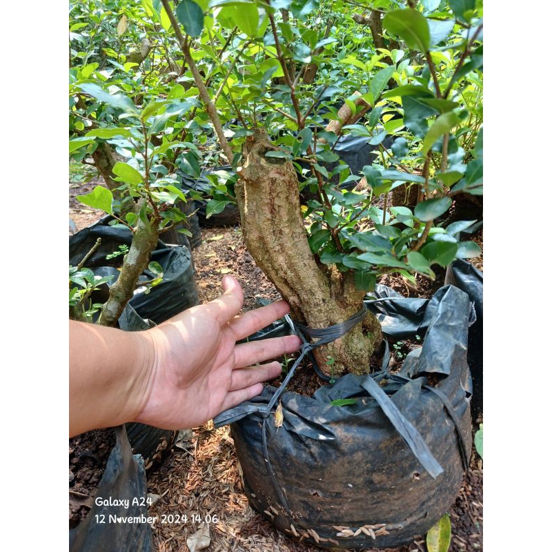 Bahan bonsai sianci Cherry barbadoes UK besar berkarakter