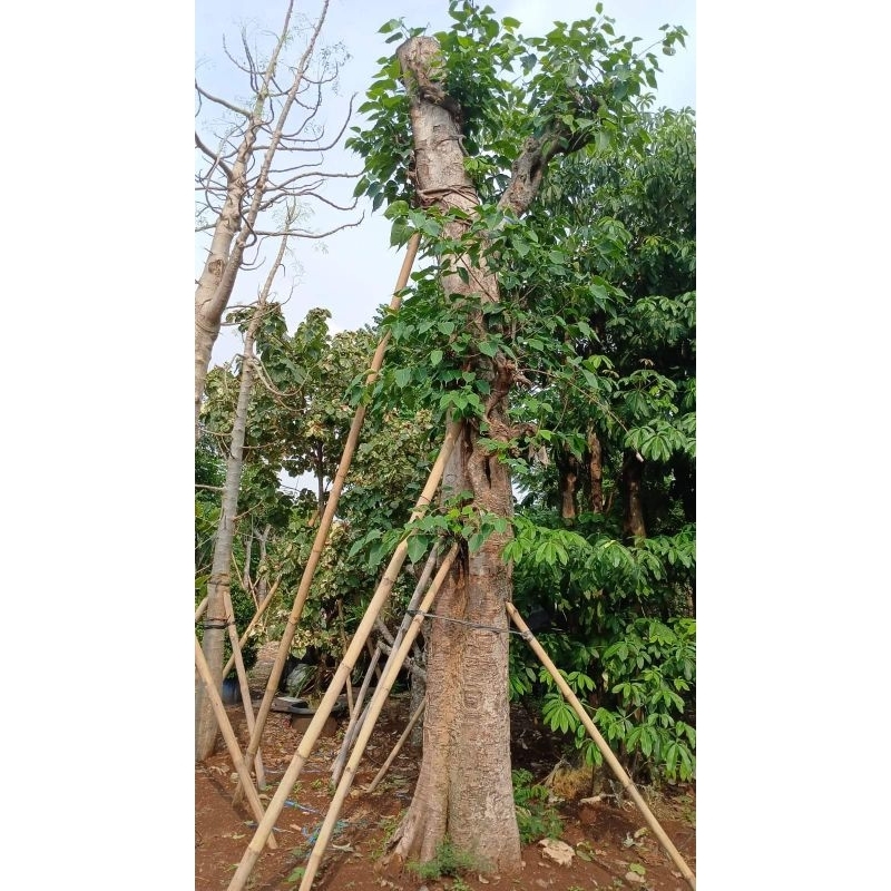 POHON BODHI TREE | TANAMAN HIAS BODHI