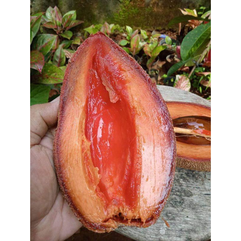 Mamey Sapote Alkil ( potong cangkok )
