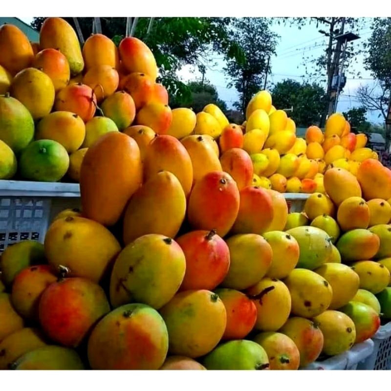 

MANGGA PODANG GUNUNG ASLI 1 KG