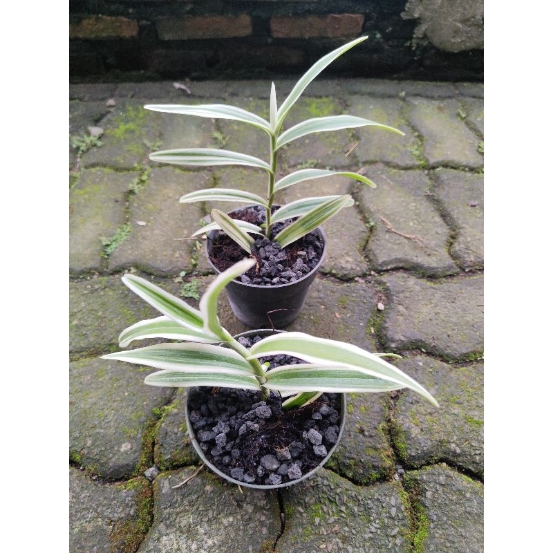 anggrek arachnis vanda variegata