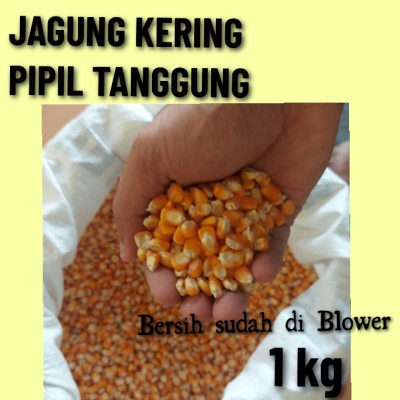 

JAGUNG KERING (TANGGUNG 1 KG )