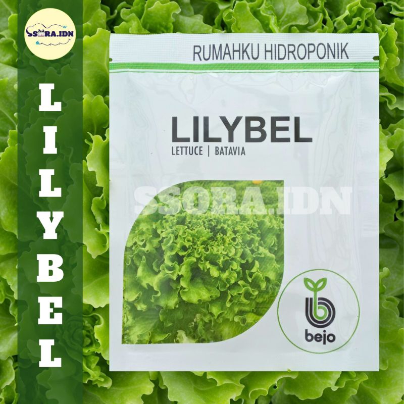 [READY] BENIH SELADA BATAVIA LILYBEL 1000 PILL BEJO SEED