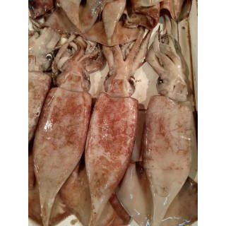 

(Gratis Ongkir) CUMI-CUMI Fresh 500gr (ISI 2 PCS)