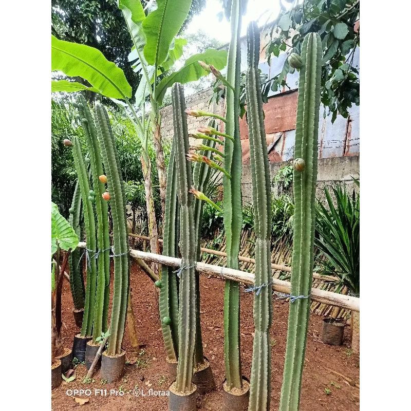 Tanaman kaktus koboi, Tinggi 2 sampai 3 meter//sudah karantina akar rimbun