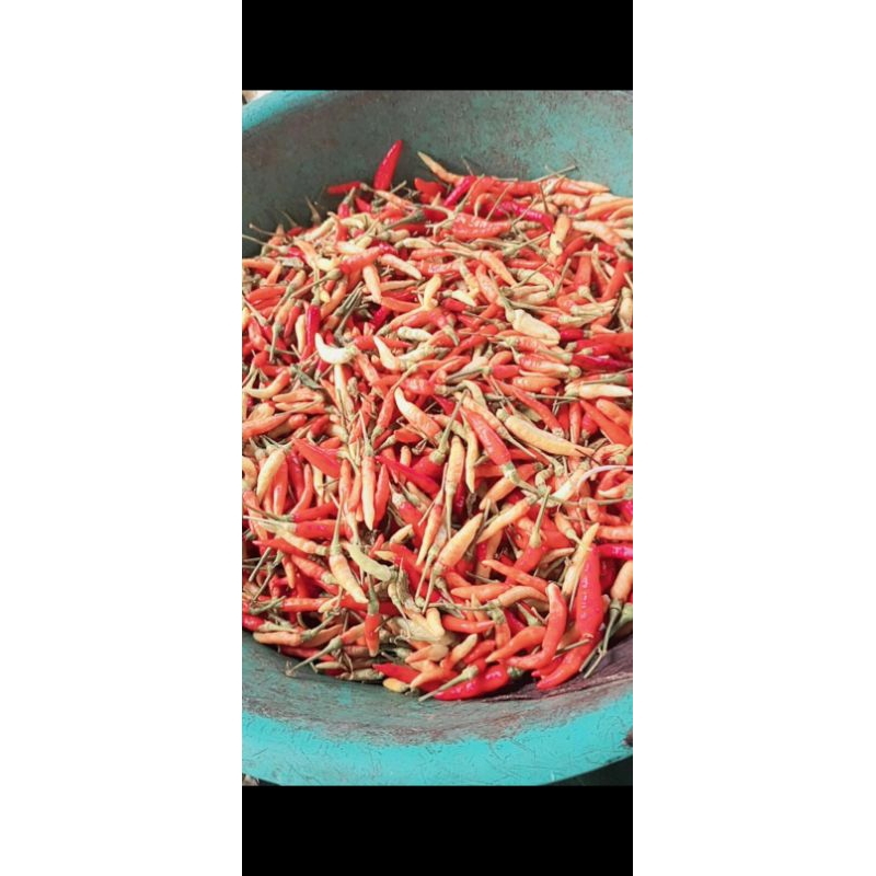 

cabe kecil /cabe rawit | perkilo