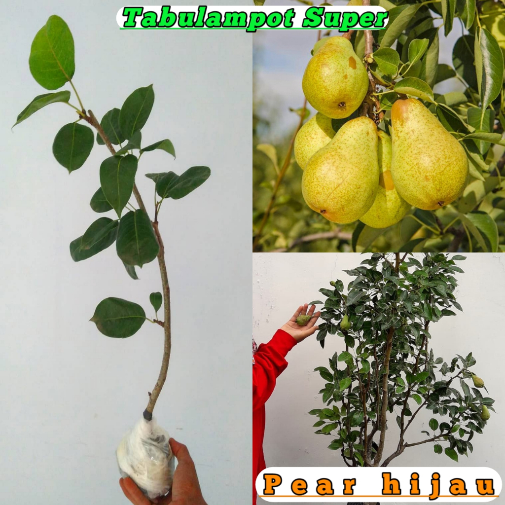 Bibit Apel Pir Madu/Pir Kuning Asli Cangkok Super Unggul Cepat Berbuah Tanaman Buah Apel Pir Cangkok