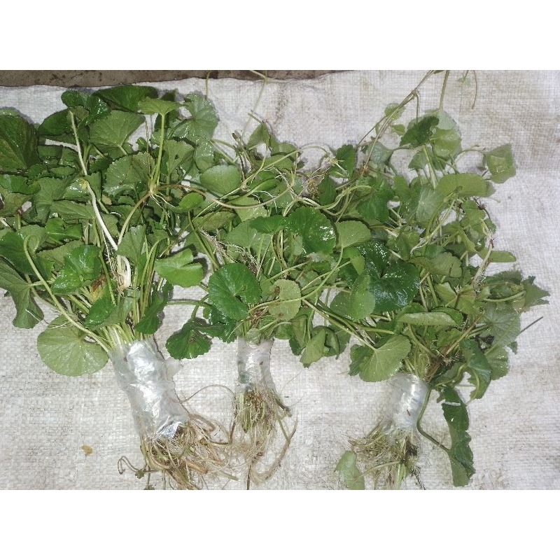 

lalapan .daun antanan atau daun pegangan segar