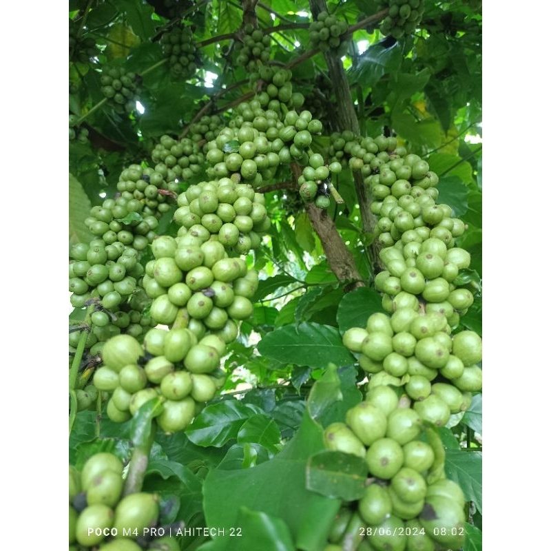 Entres kopi bagio valid 12 ranting tunas raja