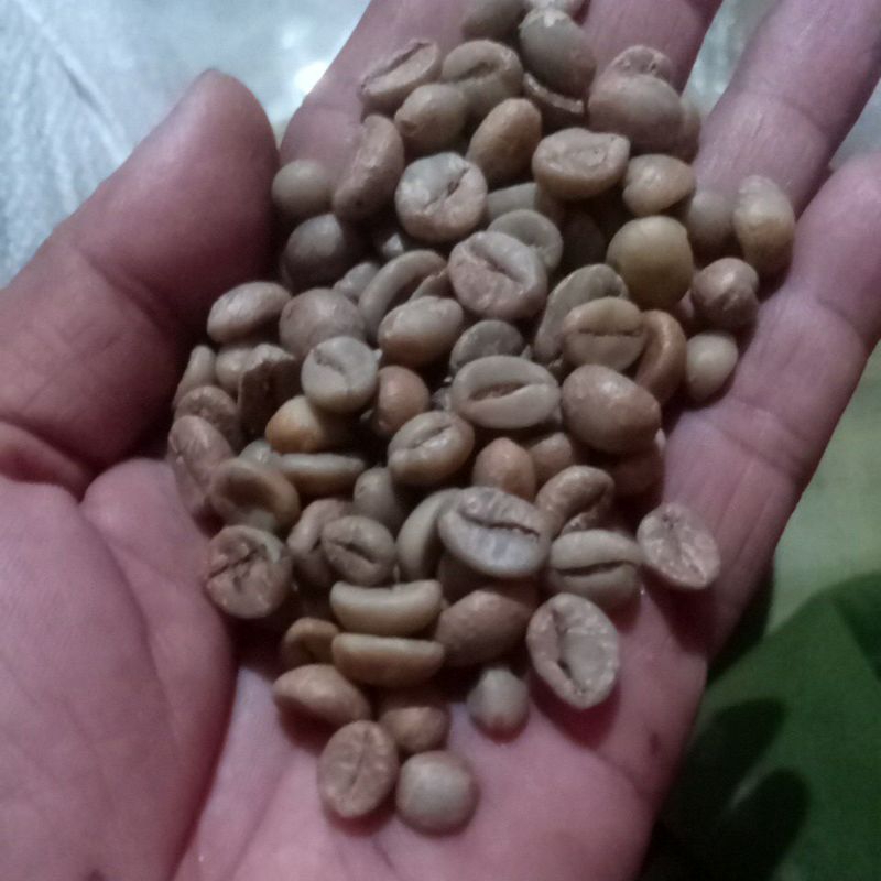 

robusta dampit