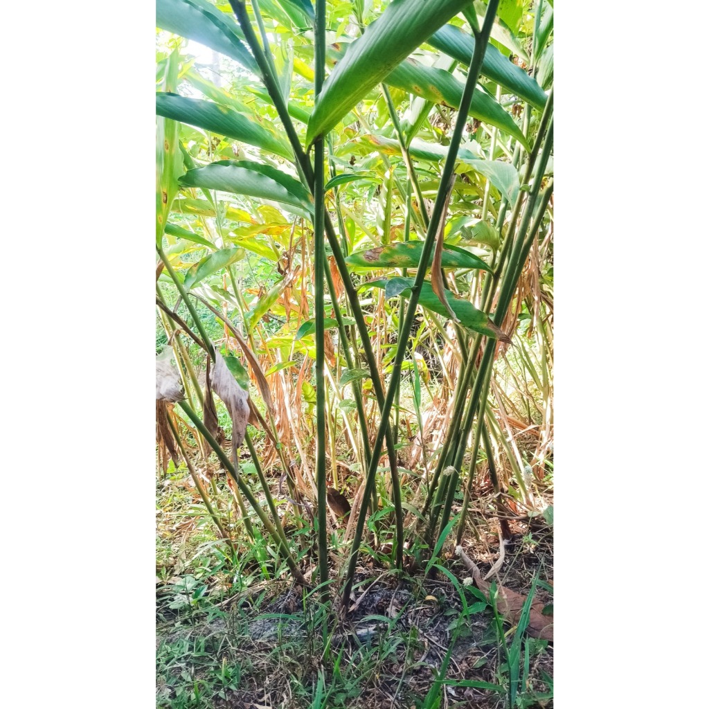 Bibit Kapulaga Kapulogo cocok Buat Di Tanam