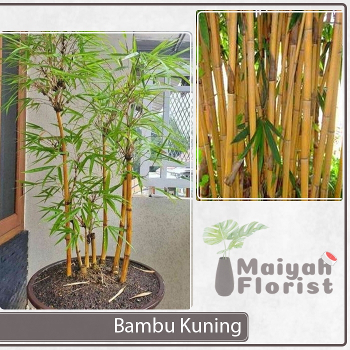 Tanaman Hias Bambu Kuning - Bibit Pohon Bambu Kuning Jepang / Pring Kuning - Tanaman Hias Hidup - Ti