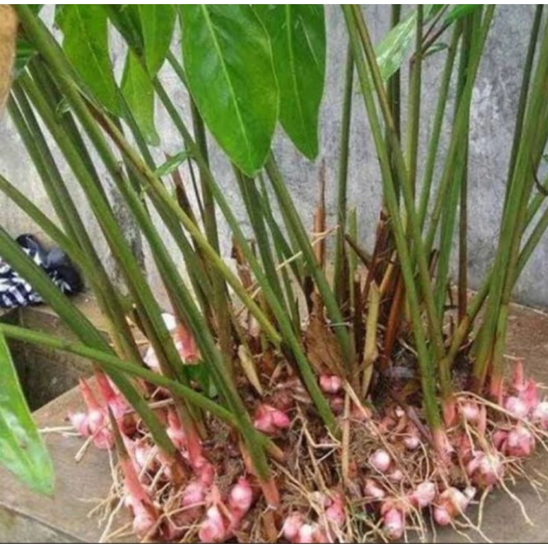 Bibit Lengkuas bibit herbal tanaman lengkuas