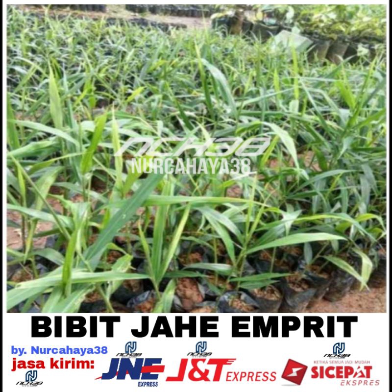 Bibit jahe emprit