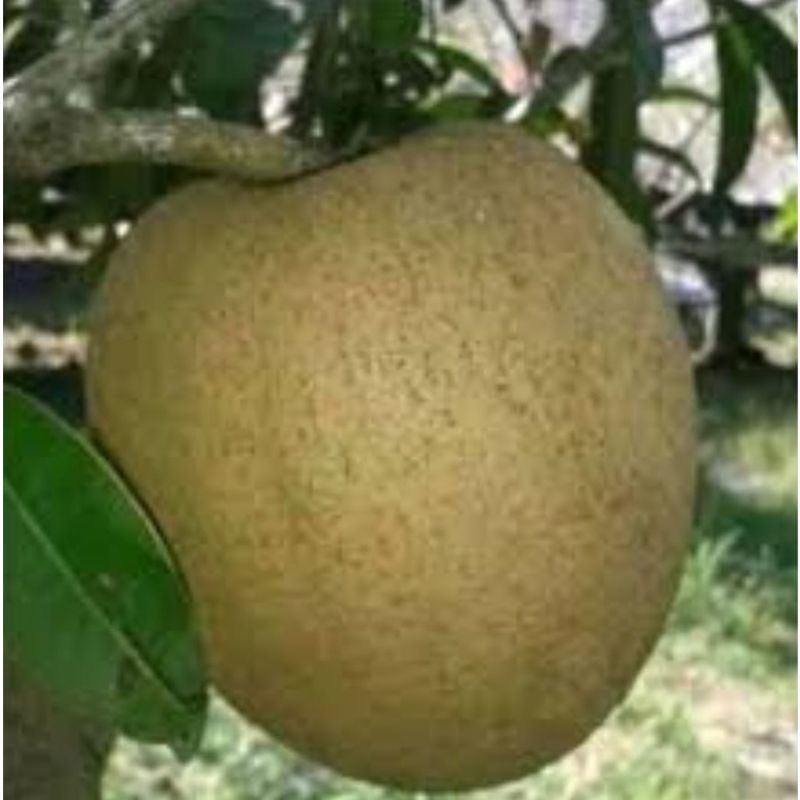 bibit sawo jumbo hasil okulasi/sambung cangkok