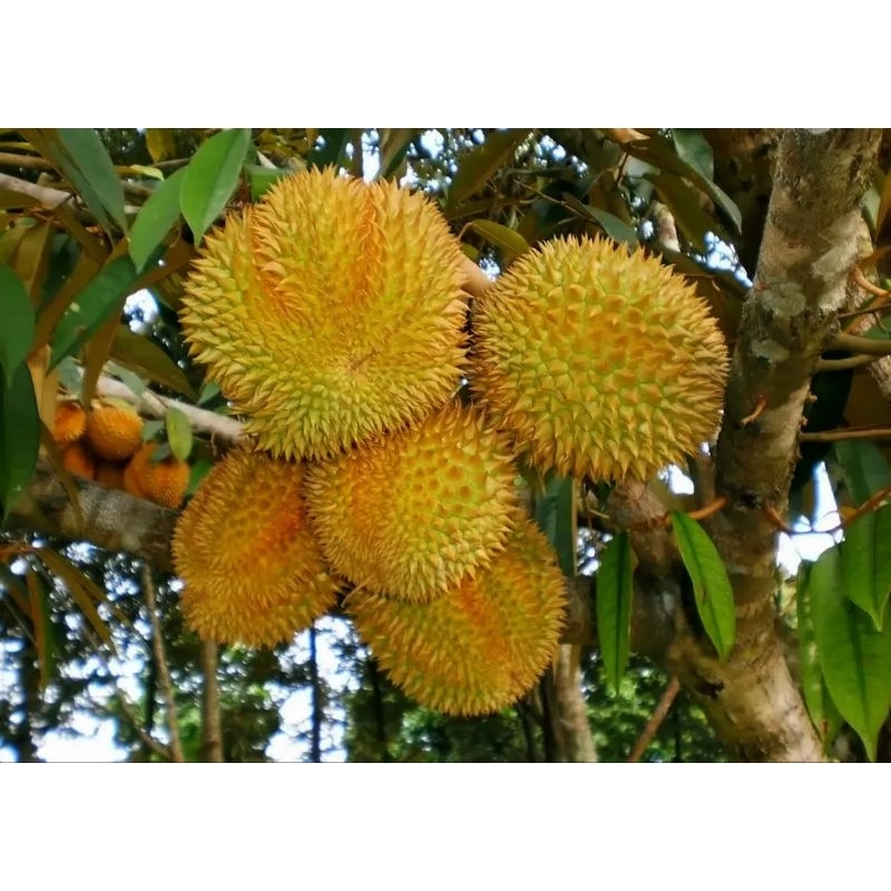 Bibit Durian Montong Okulasi Siap berbuah