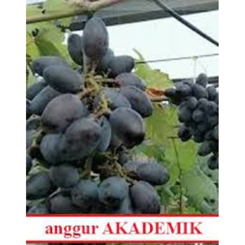 

Anggur import Akademik