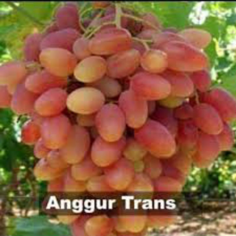 

Anggur Import Trans
