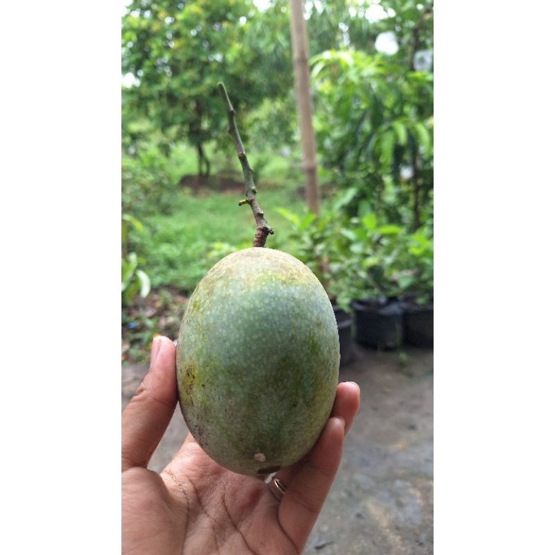 

MANGGA MANALAGI/ MADU KRATON 1 KILO