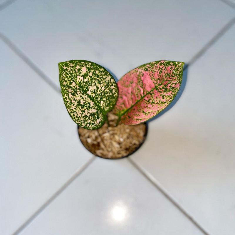 Aglaonema Ruby kura