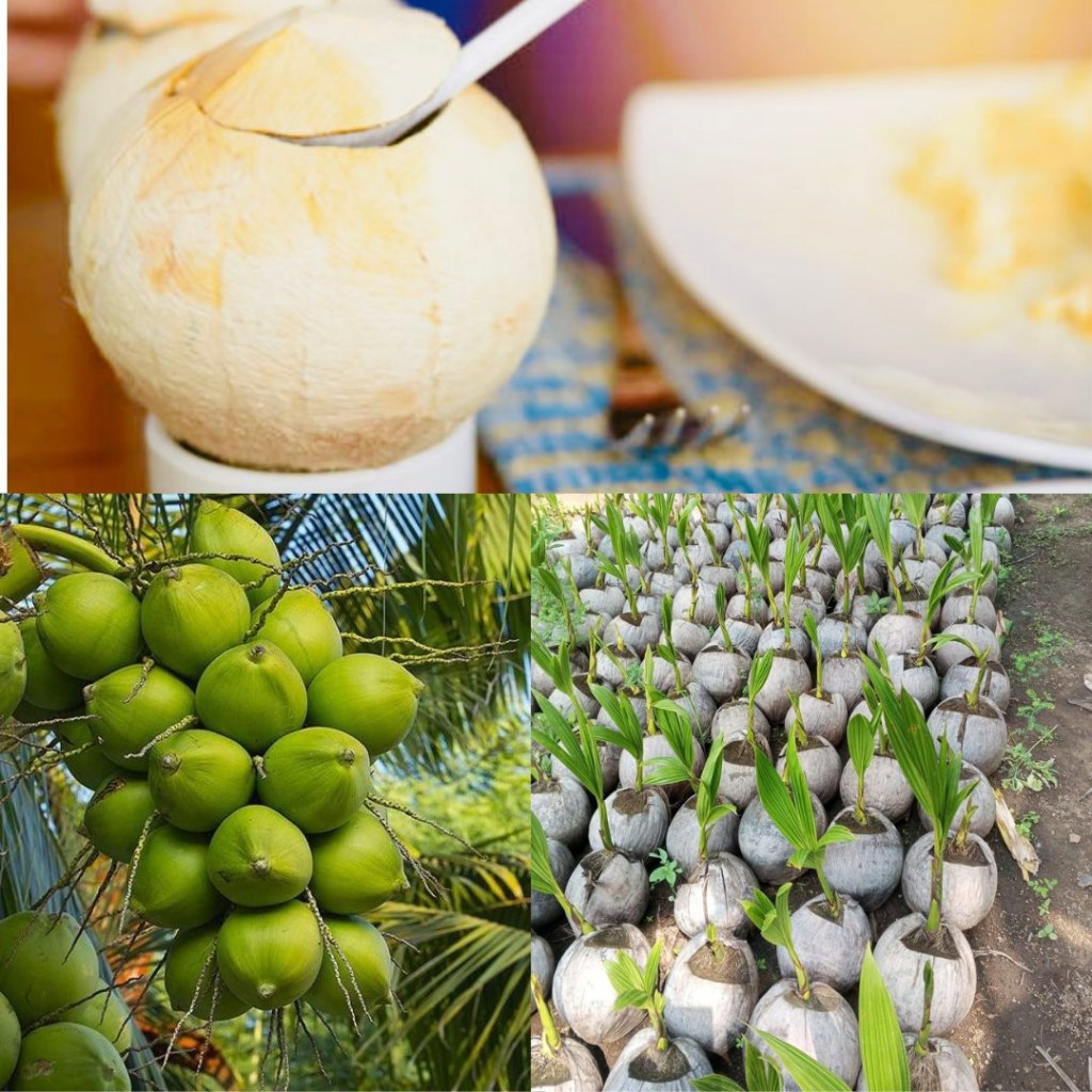 Isi 5 Bibit Kelapa Pandan Wangi Asli Thailand, Bibit Kelapa Pandan Thailand, Bibit Kelapa Pink