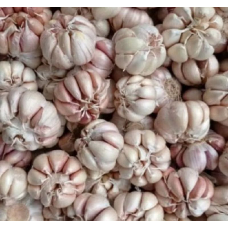 

bawang putih berkualitas
