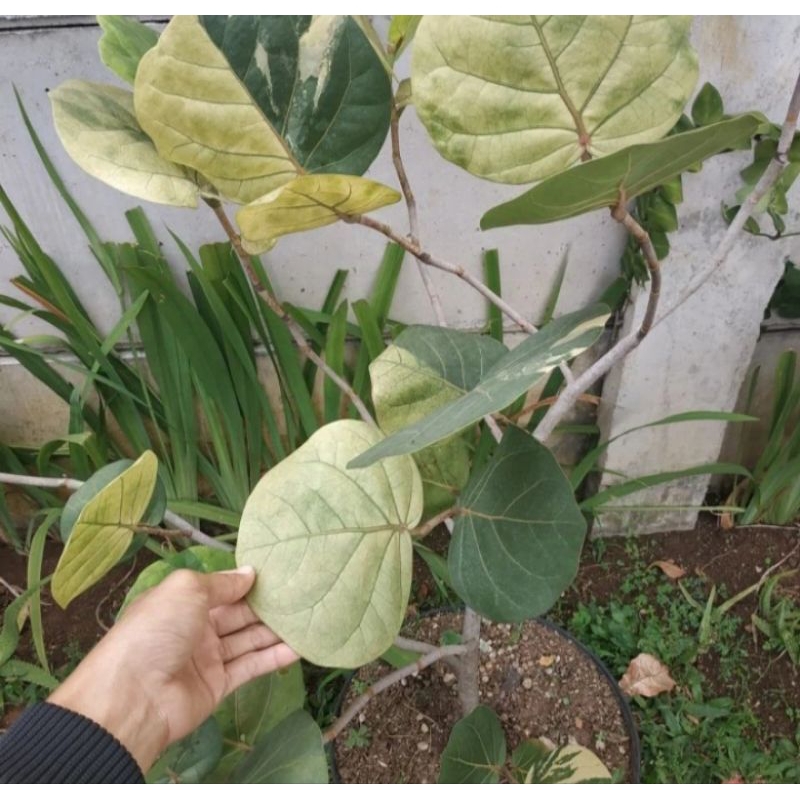 Tanaman anggur laut, cocoloba varigata