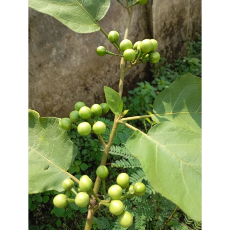 

Buah sayur terong pokak