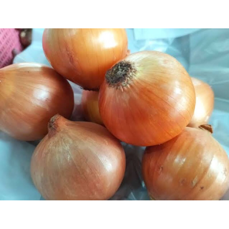 

BAWANG BOMBAY
