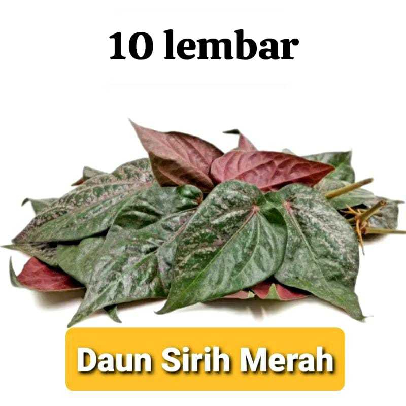 

Daun Sirih Merah Segar Fresh Baru Petik Obat Herbal (10 LEMBAR)