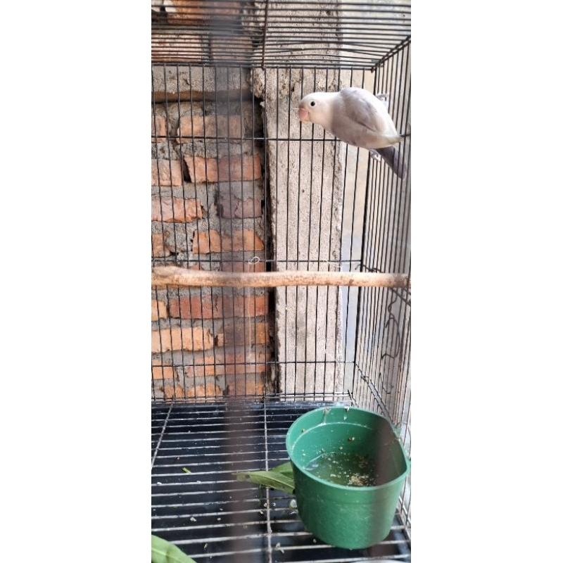 Lovebird Biola violet betina