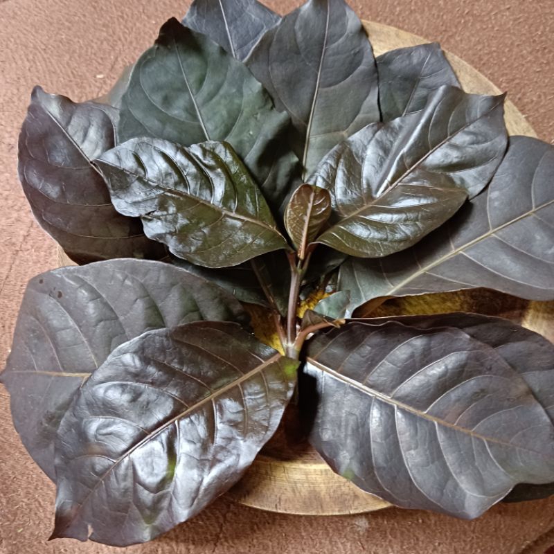 

DAUN HANDEULEUM /DAUN UNGU/DAUN PUDING HITAM ORGANIK DAN FRESH 10 gram