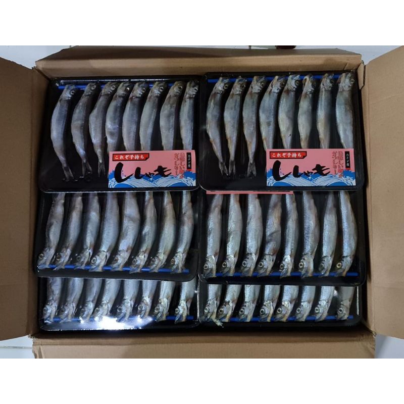 

Sishamo (Ikan Telur) Isi 8/pack