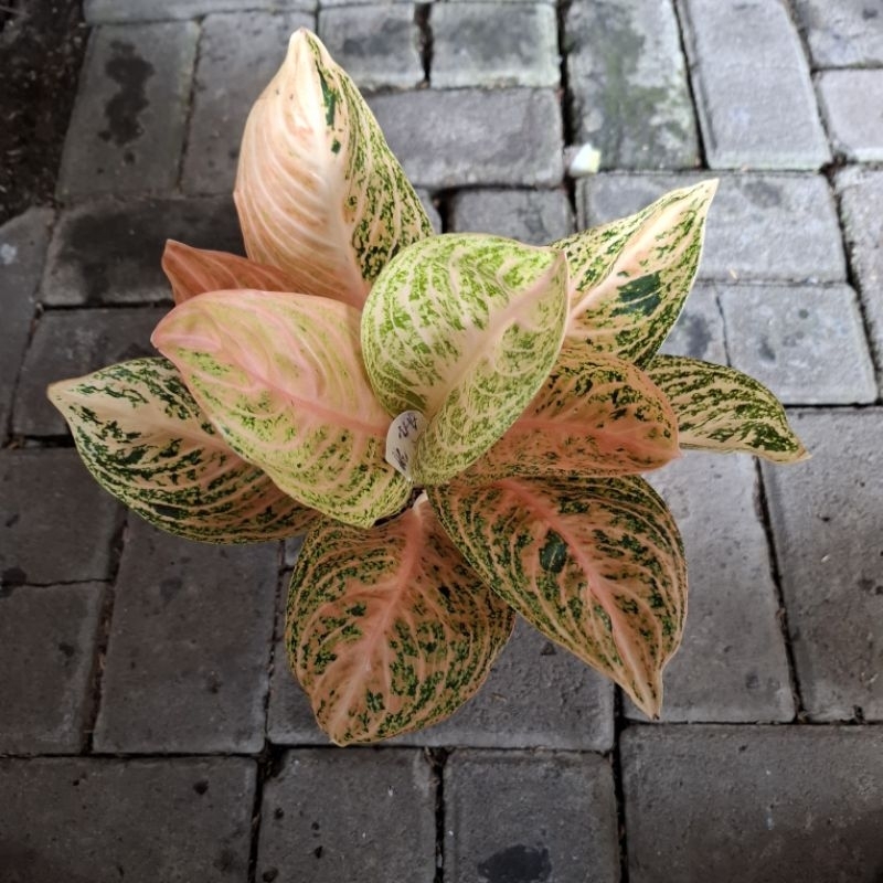 aglonema widuri orange dewasa