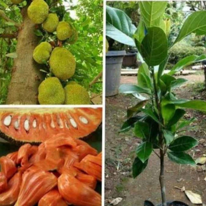 Bibit Nangka Merah Okulasi