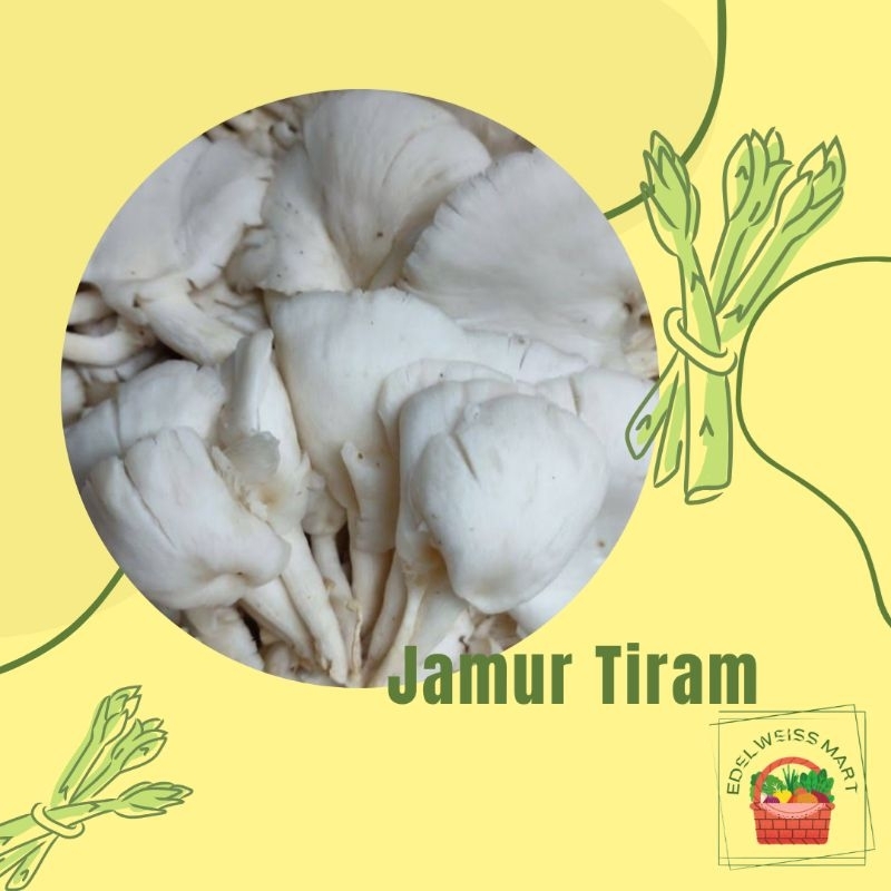 JAMUR TIRAM (FRESH) - INSTANT SEMARANG
